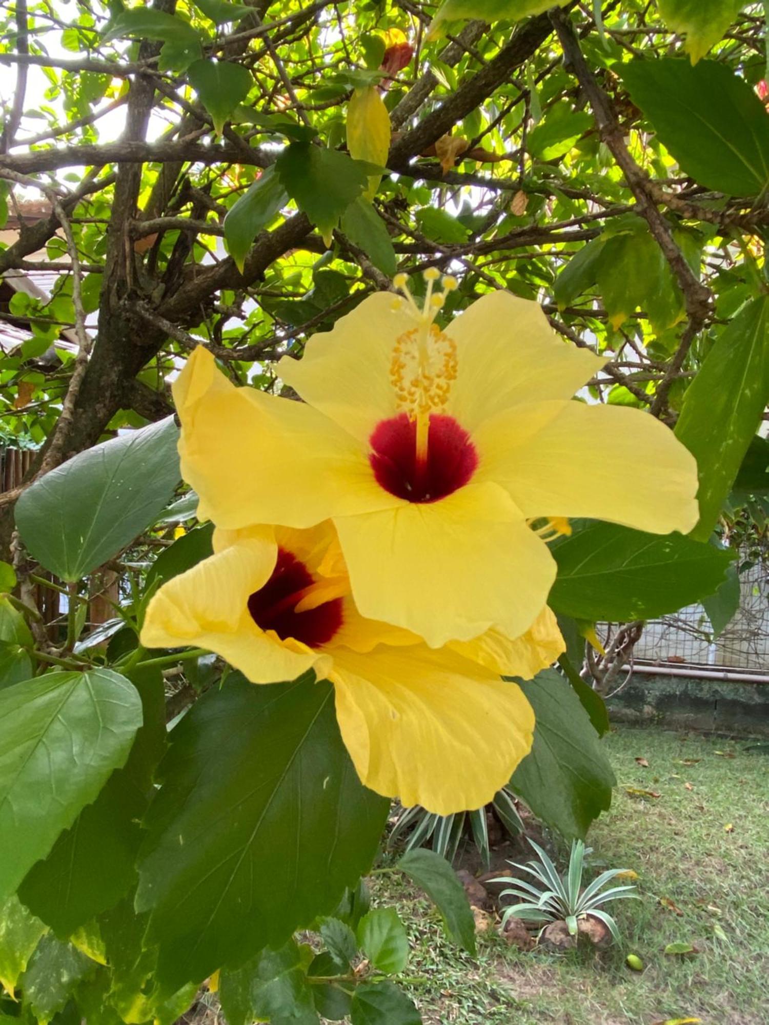 Ferienwohnung Casa Jasmim Imbassai-Ba Mata de Sao Joao Exterior foto